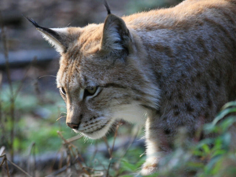 sehenswerte stadt harz fachwerkhäuser