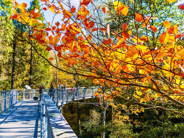 bad harzburg im herbst buntes laub spazieren in baumwipfeln groß und klein
