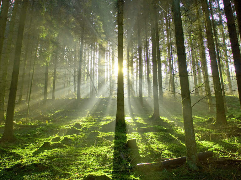 Beruhigender Wald Romantischer Winkel