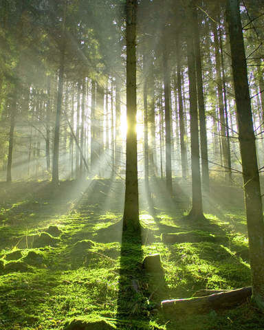 Lichtung in Harzer Wäldern grün sommer