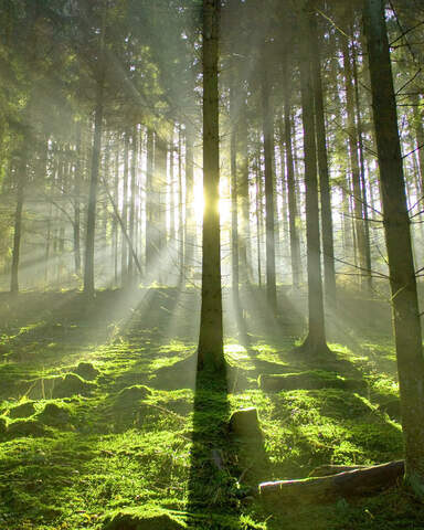 Beruhigender Wald Romantischer Winkel