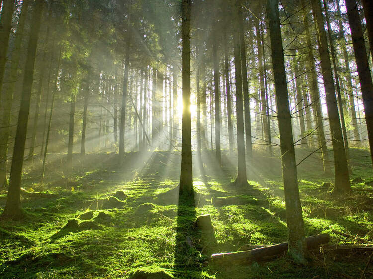 Beruhigender Wald Romantischer Winkel