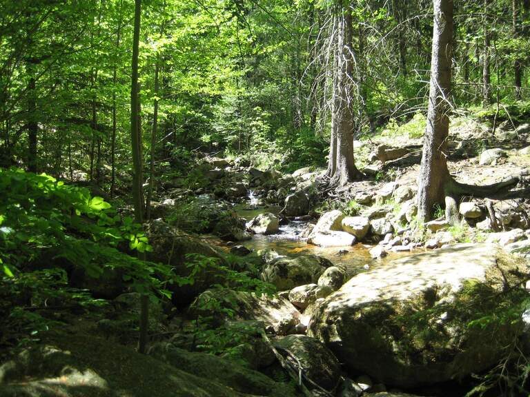 wandern bäume natur bach wald entdecken