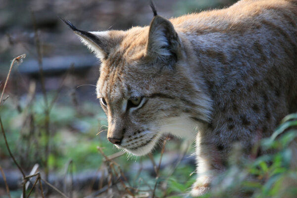 Luchse im Nationalpark Harz Nationalpark Harz